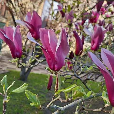 Le Temps Suspendu Sedan